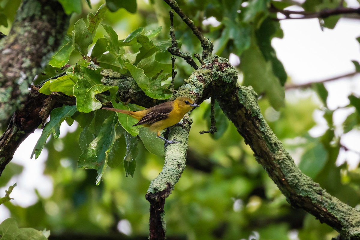 Orchard Oriole - ML618676145