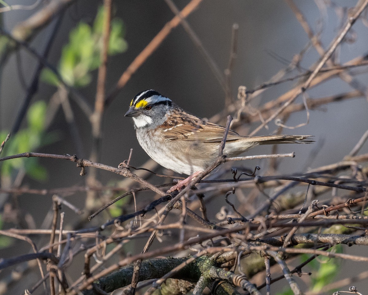 White-throated Sparrow - ML618676155