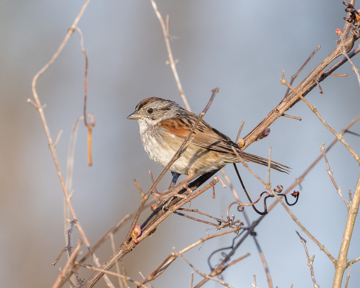 Swamp Sparrow - ML618676157