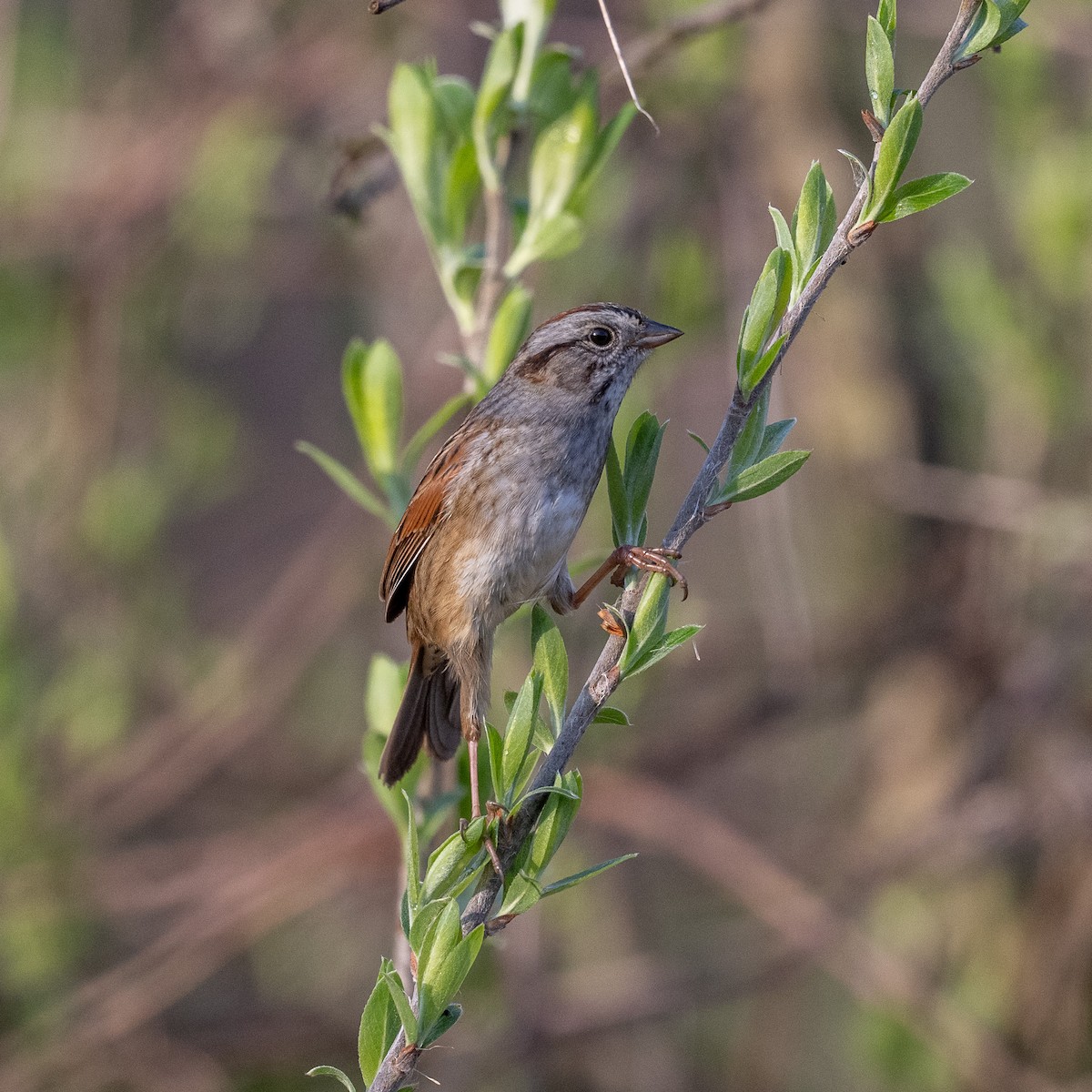 Swamp Sparrow - ML618676161