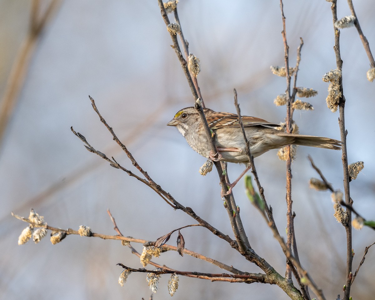 White-throated Sparrow - ML618676165