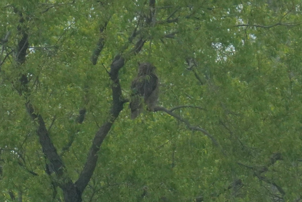 Great Horned Owl - ML618676166