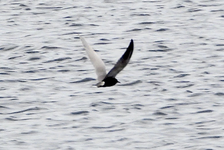 Black Tern - ML618676183