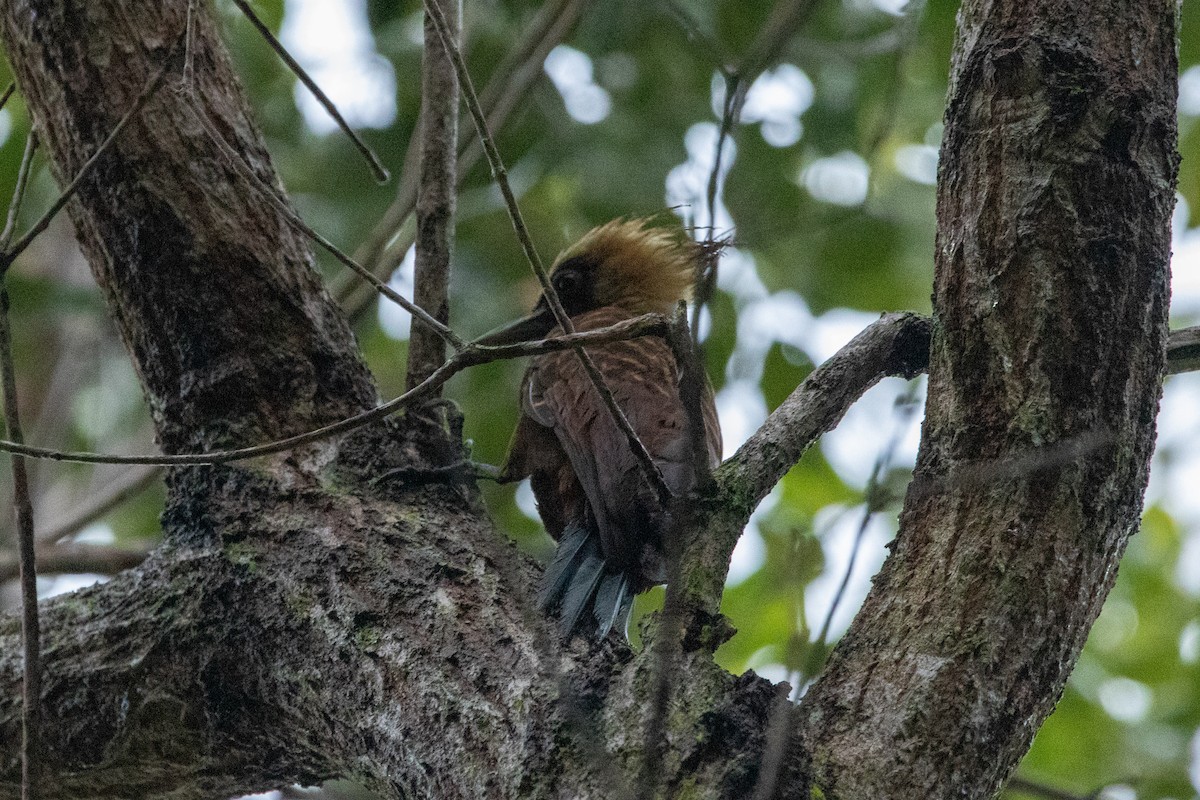 Pale-crested Woodpecker - ML618676186