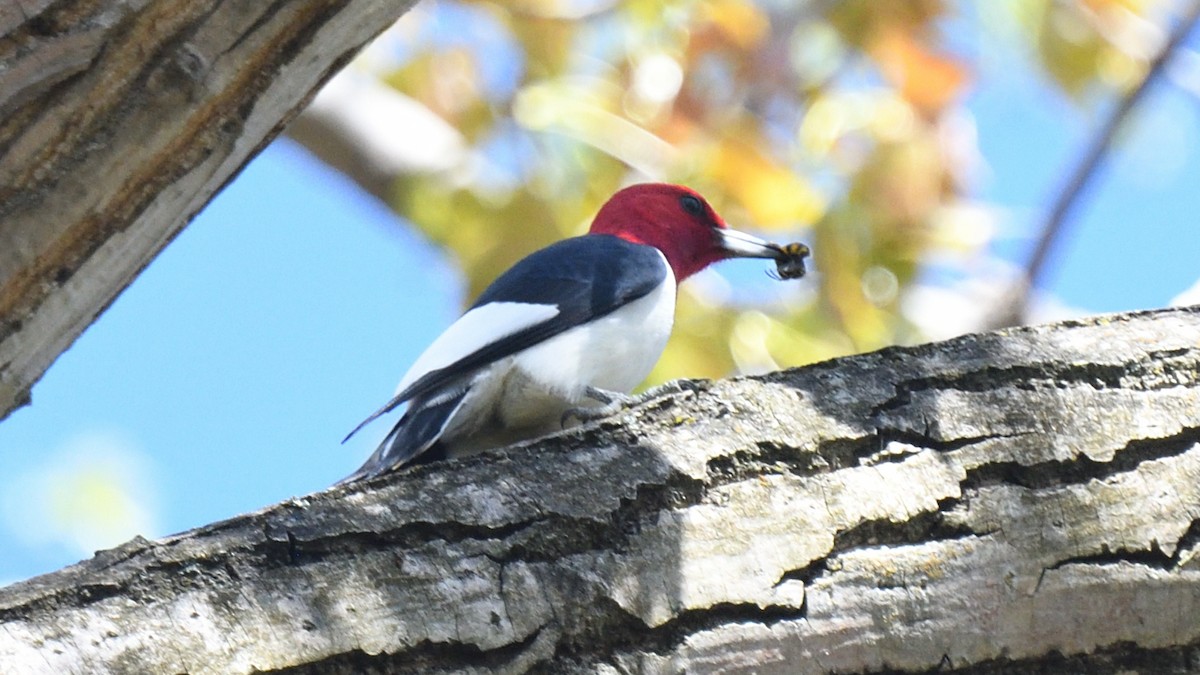 Red-headed Woodpecker - Dominic Sherony