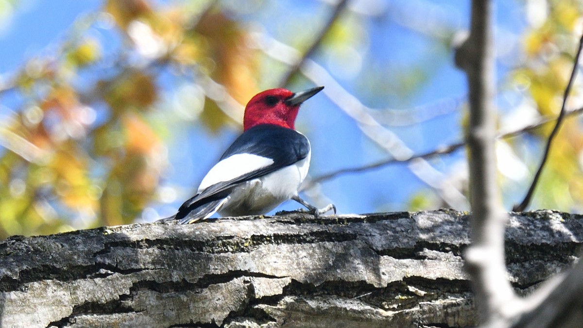 Red-headed Woodpecker - ML618676188