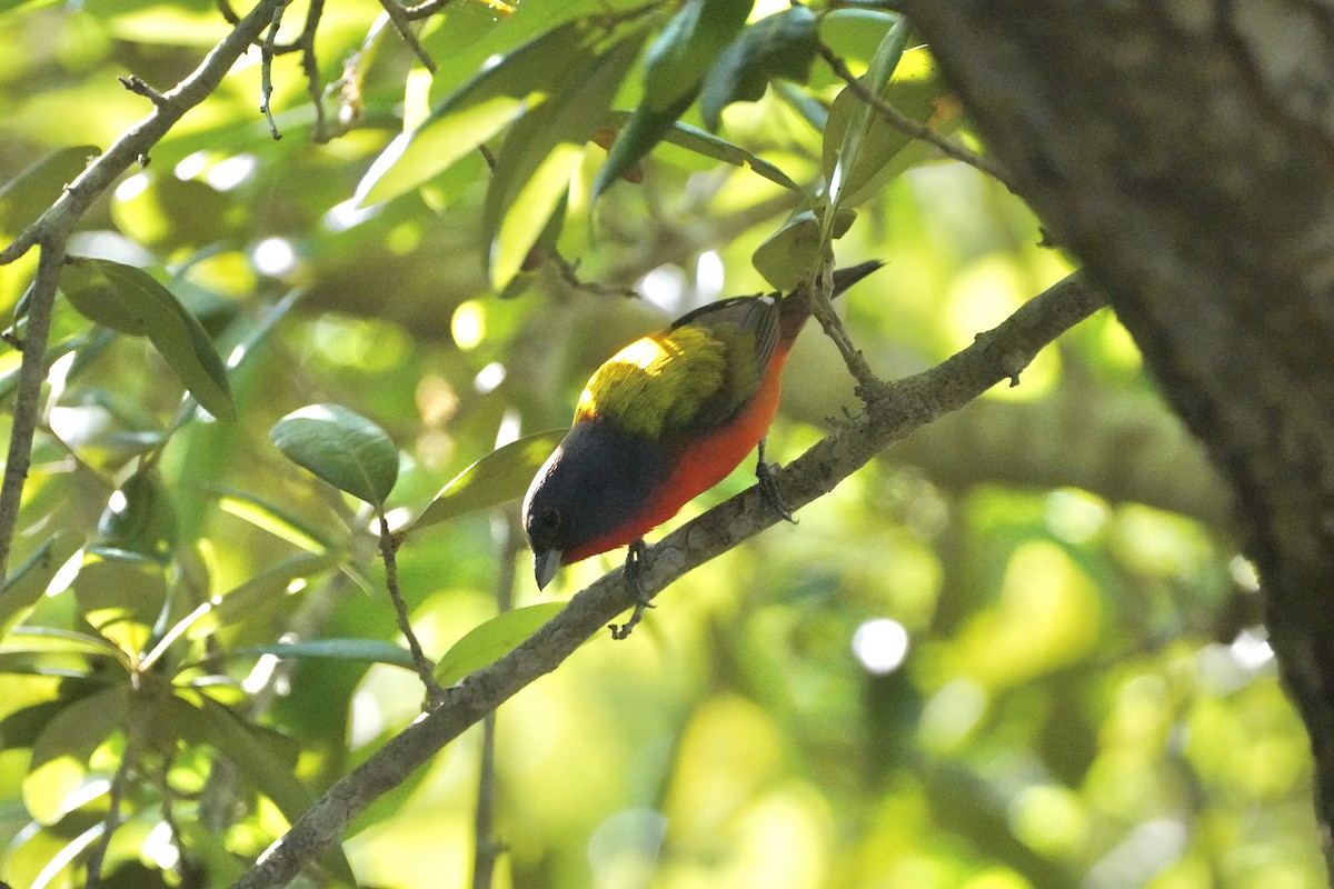 Painted Bunting - ML618676192