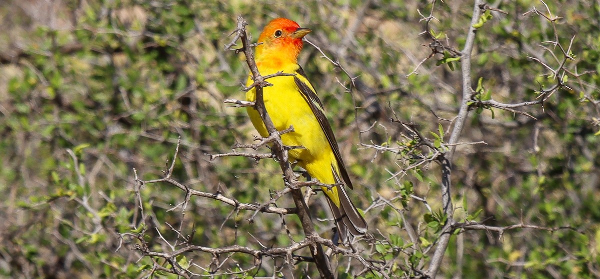 Western Tanager - ML618676207