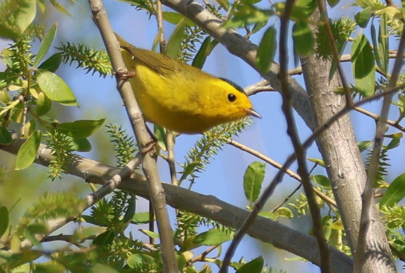 Wilson's Warbler - Mary Cantrell