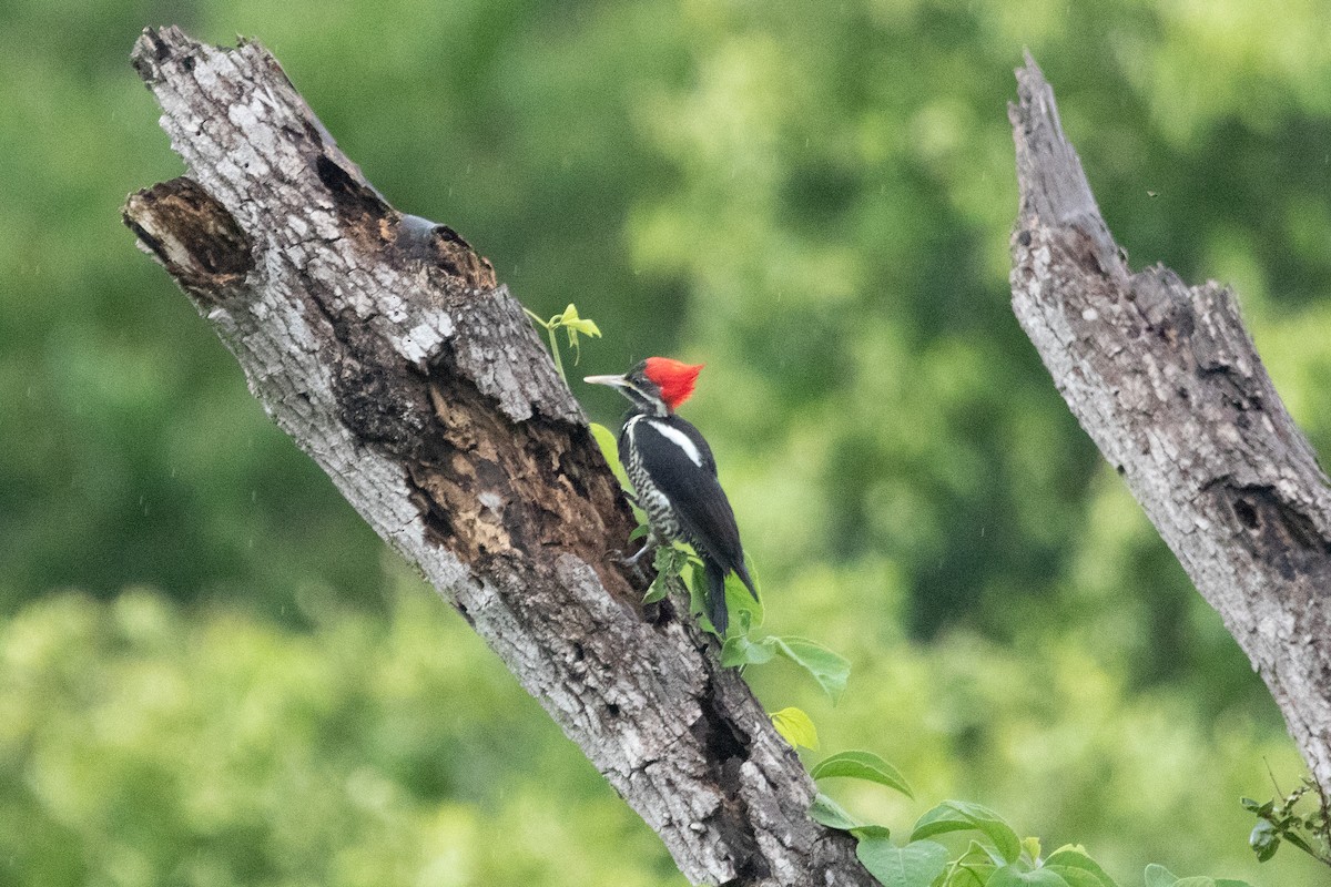 Lineated Woodpecker (Lineated) - ML618676233