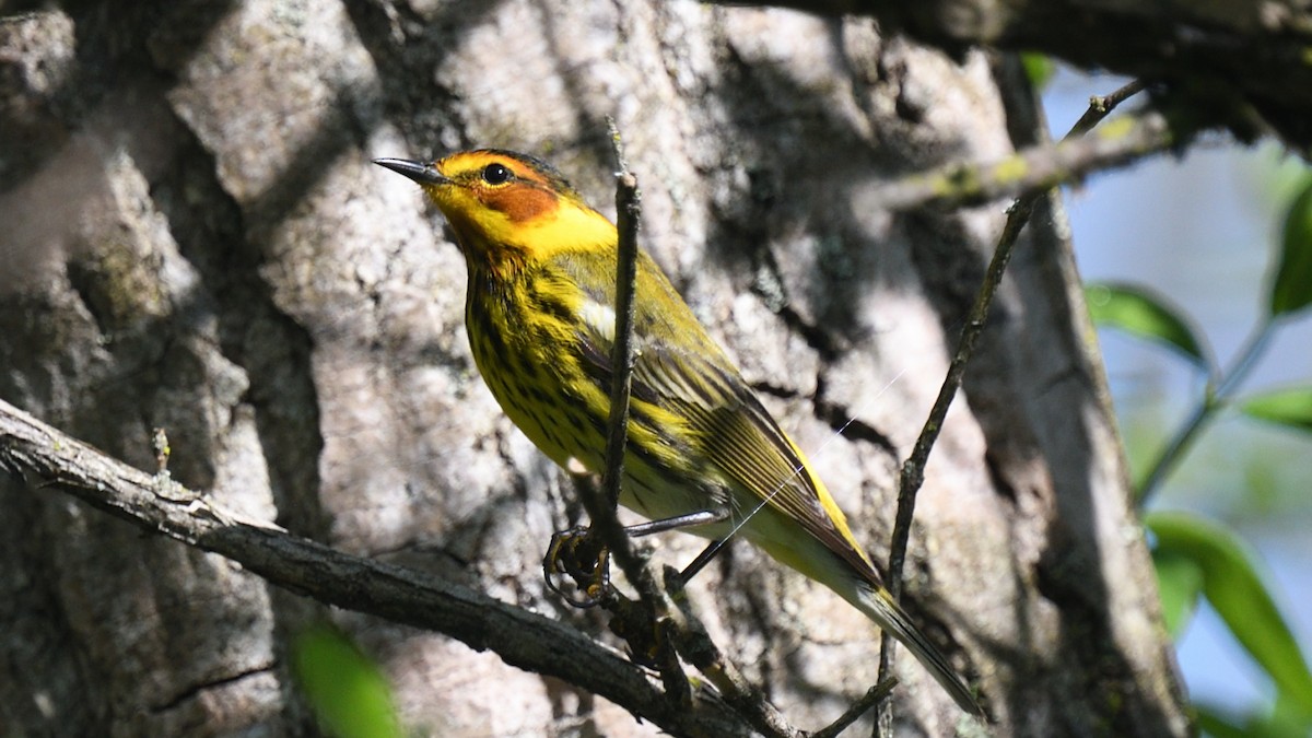 Cape May Warbler - ML618676245