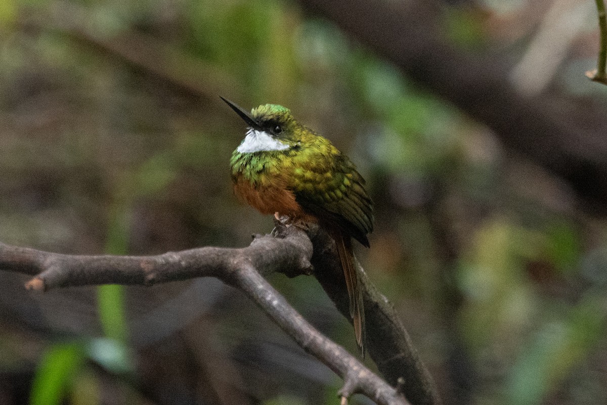 Rufous-tailed Jacamar (Spot-tailed) - ML618676248