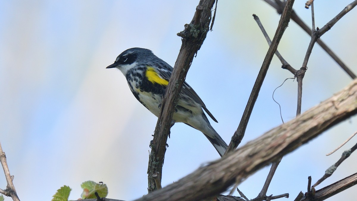 Yellow-rumped Warbler (Myrtle) - Dominic Sherony