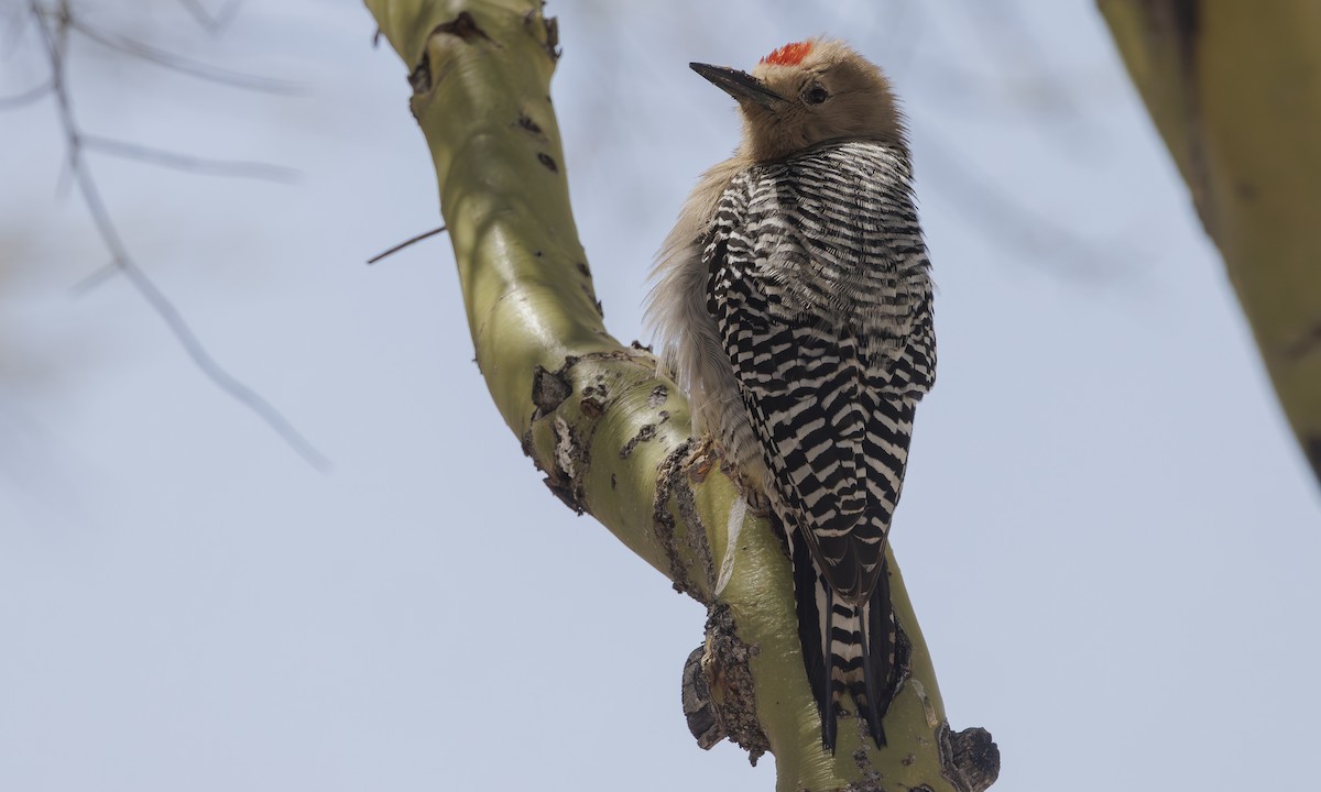 Gila Woodpecker - ML618676292