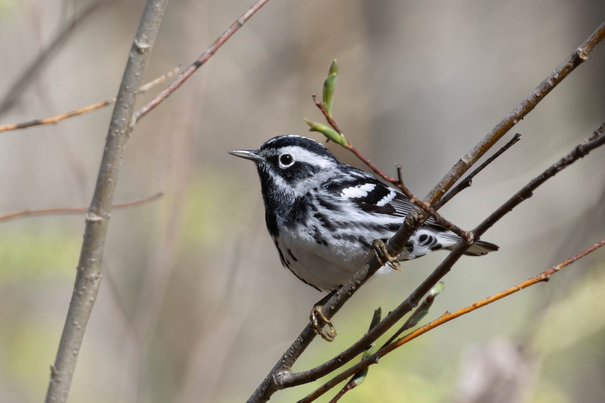 Black-and-white Warbler - ML618676297
