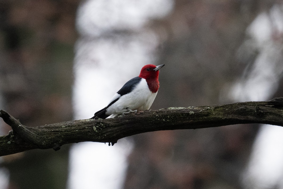 Red-headed Woodpecker - Graham Deese