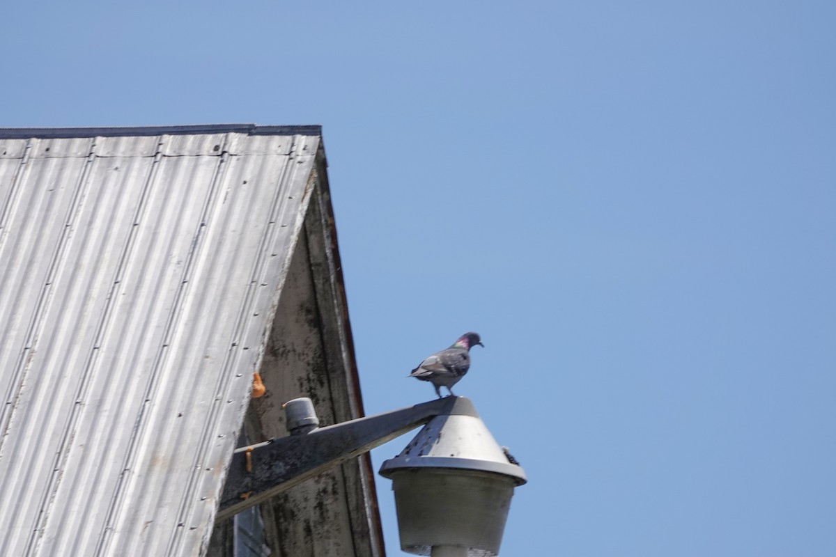 Rock Pigeon (Feral Pigeon) - ML618676329