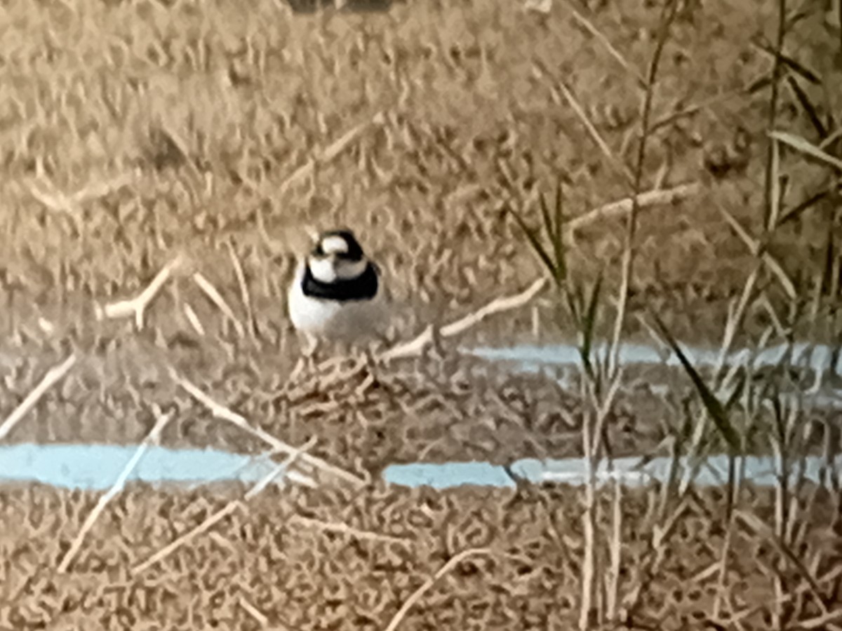 Common Ringed Plover - ML618676332