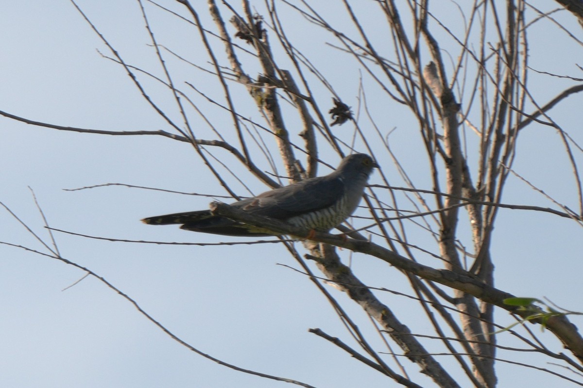 Common Cuckoo - ML618676341