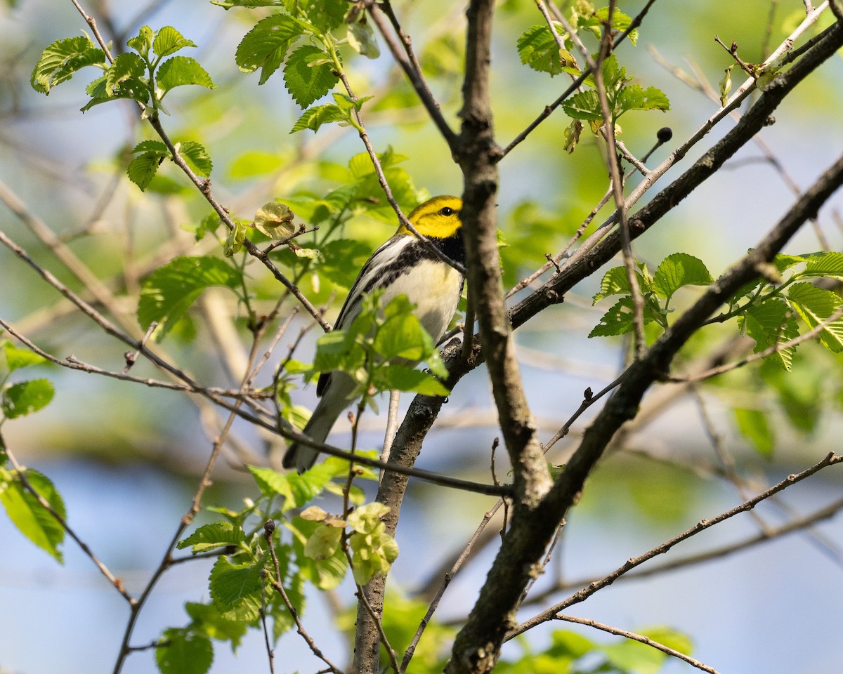 Black-throated Green Warbler - ML618676394