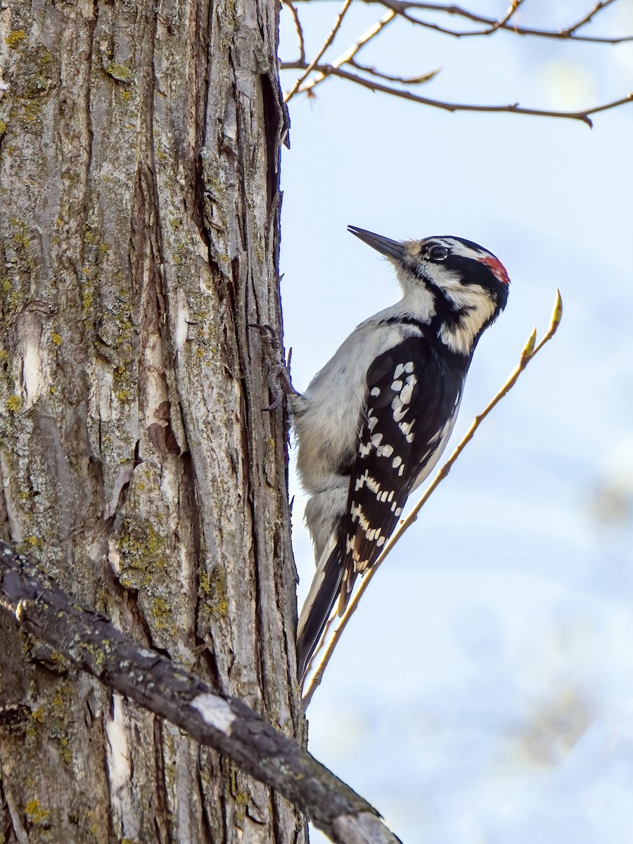 Hairy Woodpecker - ML618676409