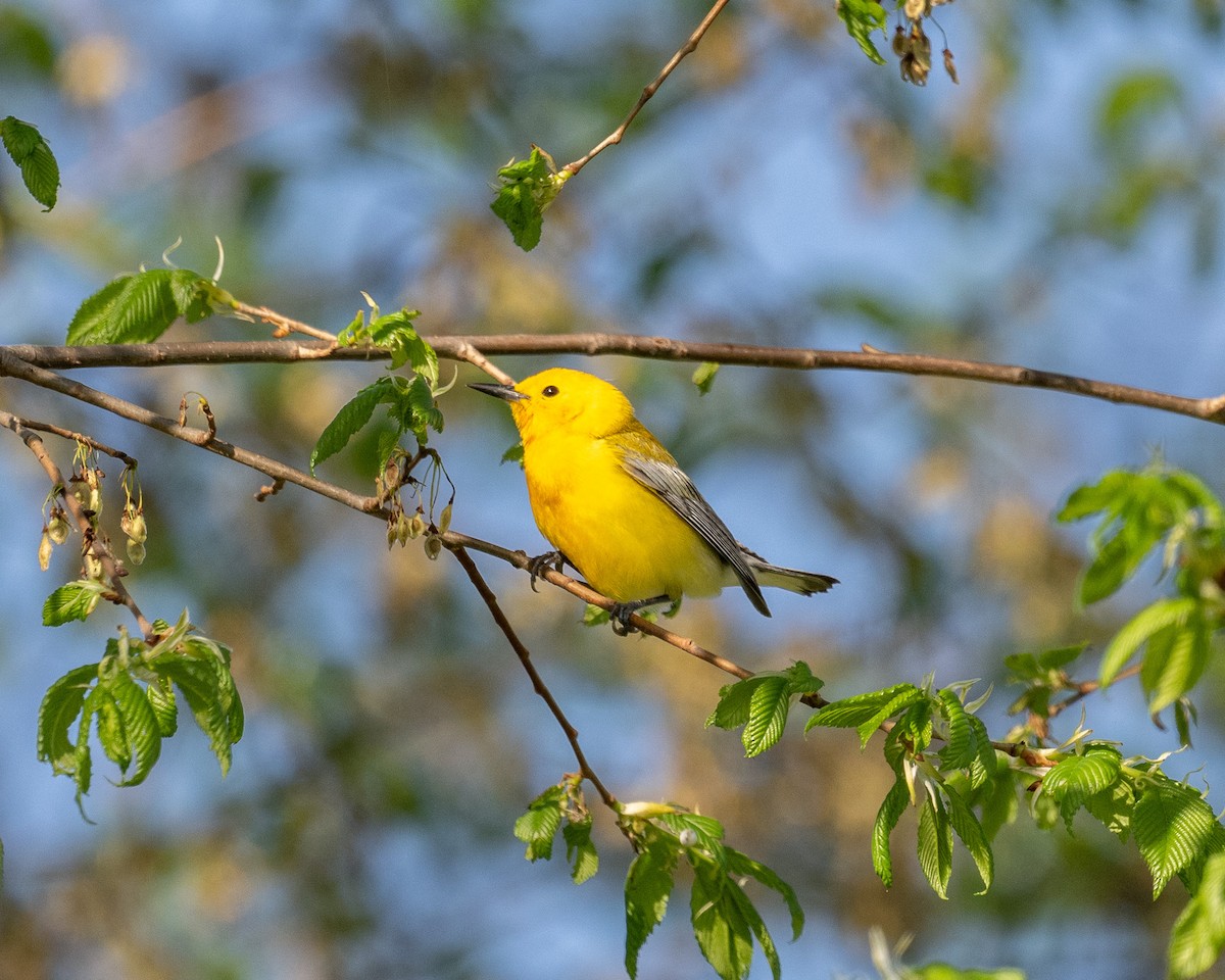 Prothonotary Warbler - ML618676411