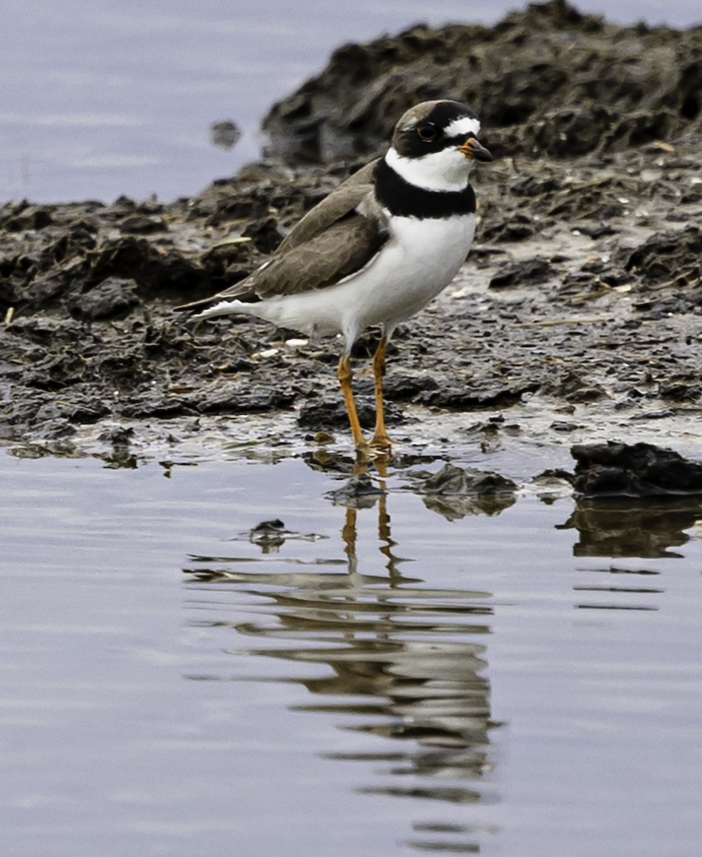 Semipalmated Plover - ML618676509