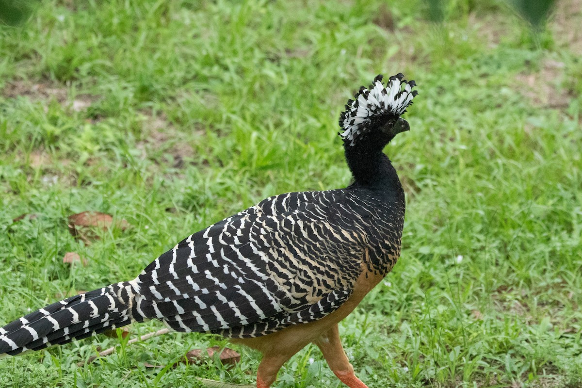 Bare-faced Curassow - Kate Reed
