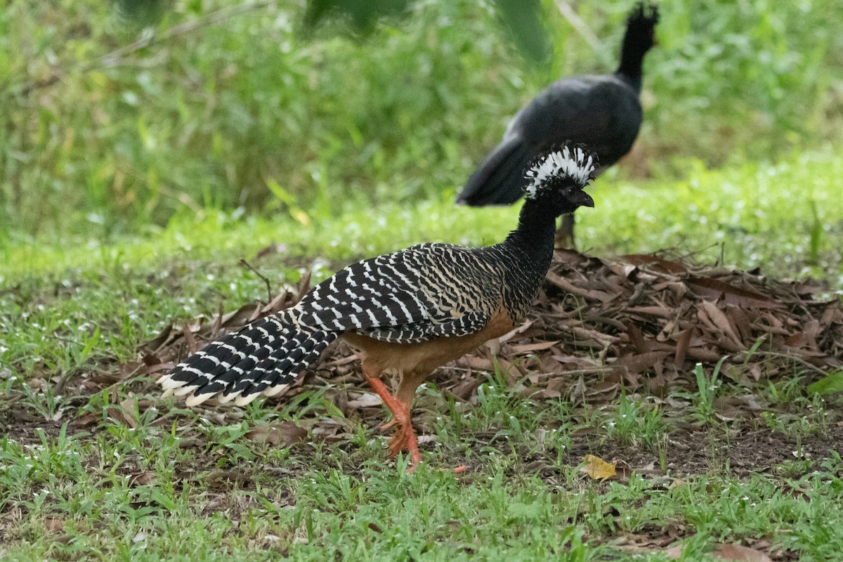 Bare-faced Curassow - ML618676572