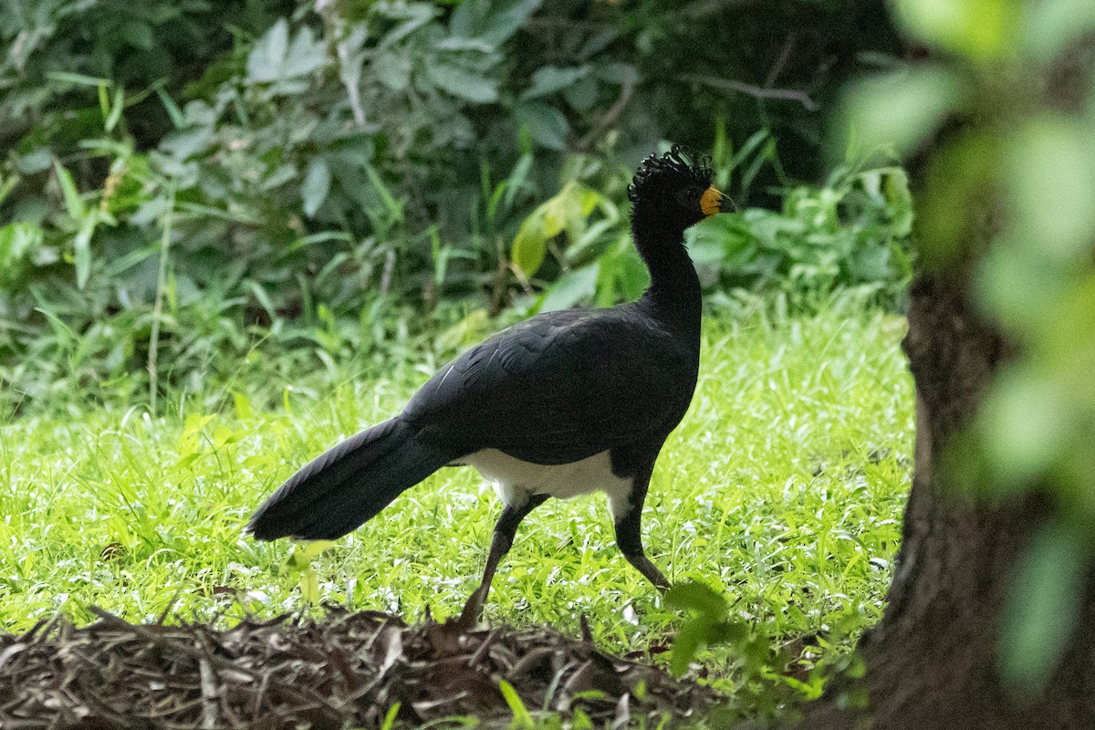 Bare-faced Curassow - ML618676575