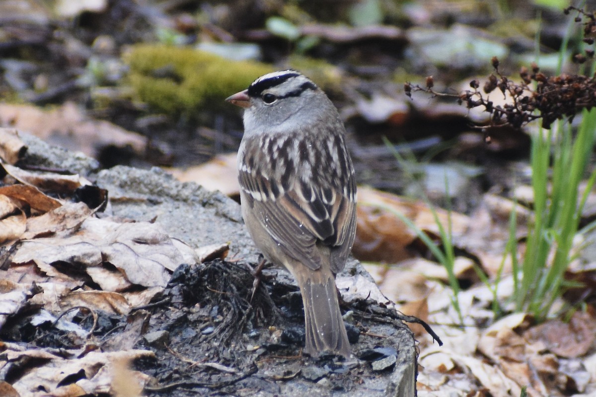 White-crowned Sparrow - ML618676606