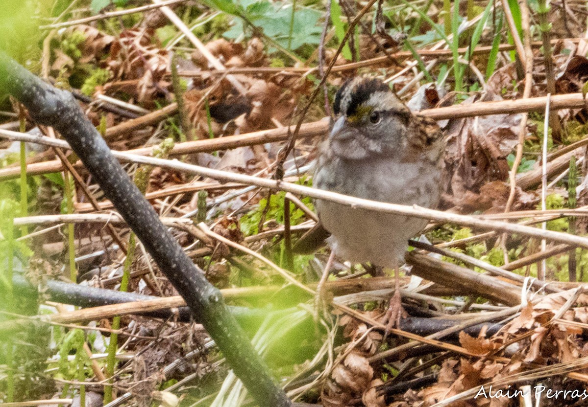 White-throated Sparrow - ML618676611