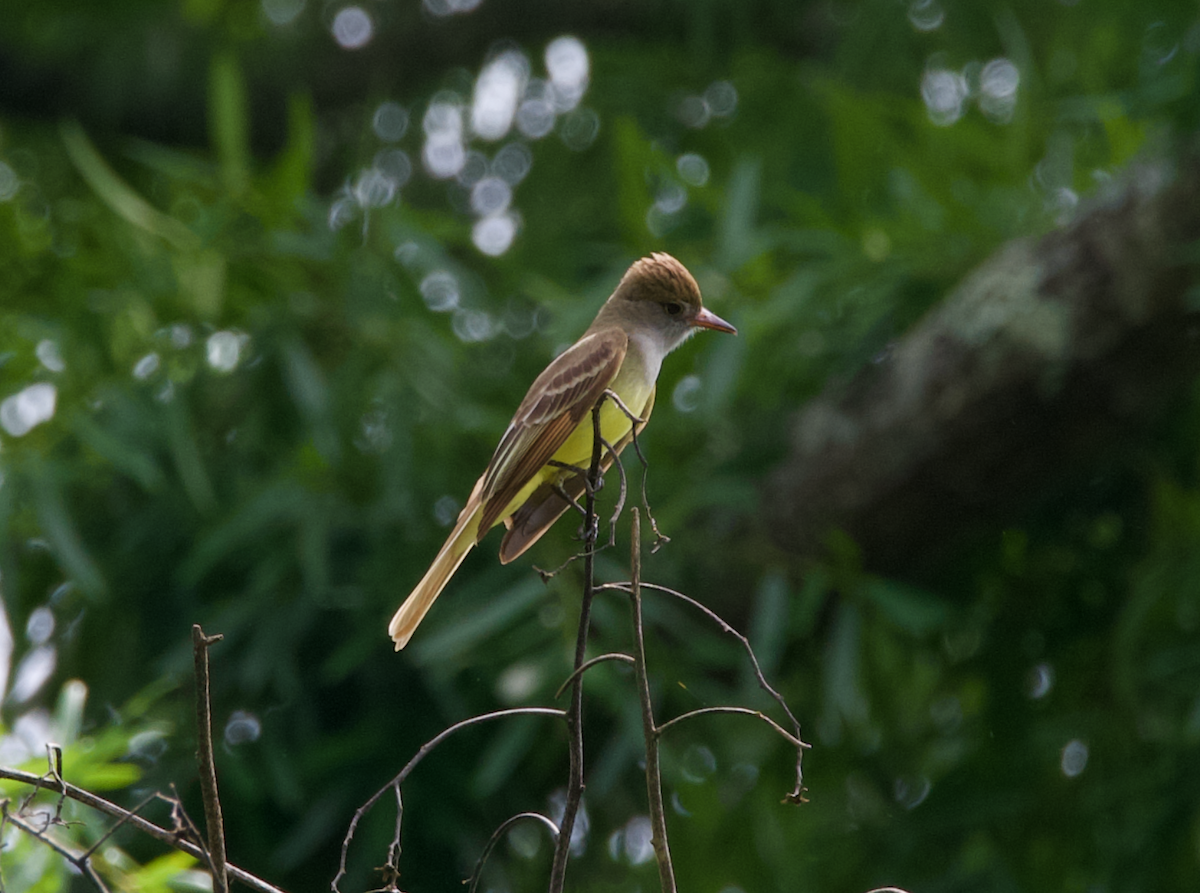Great Crested Flycatcher - ML618676627
