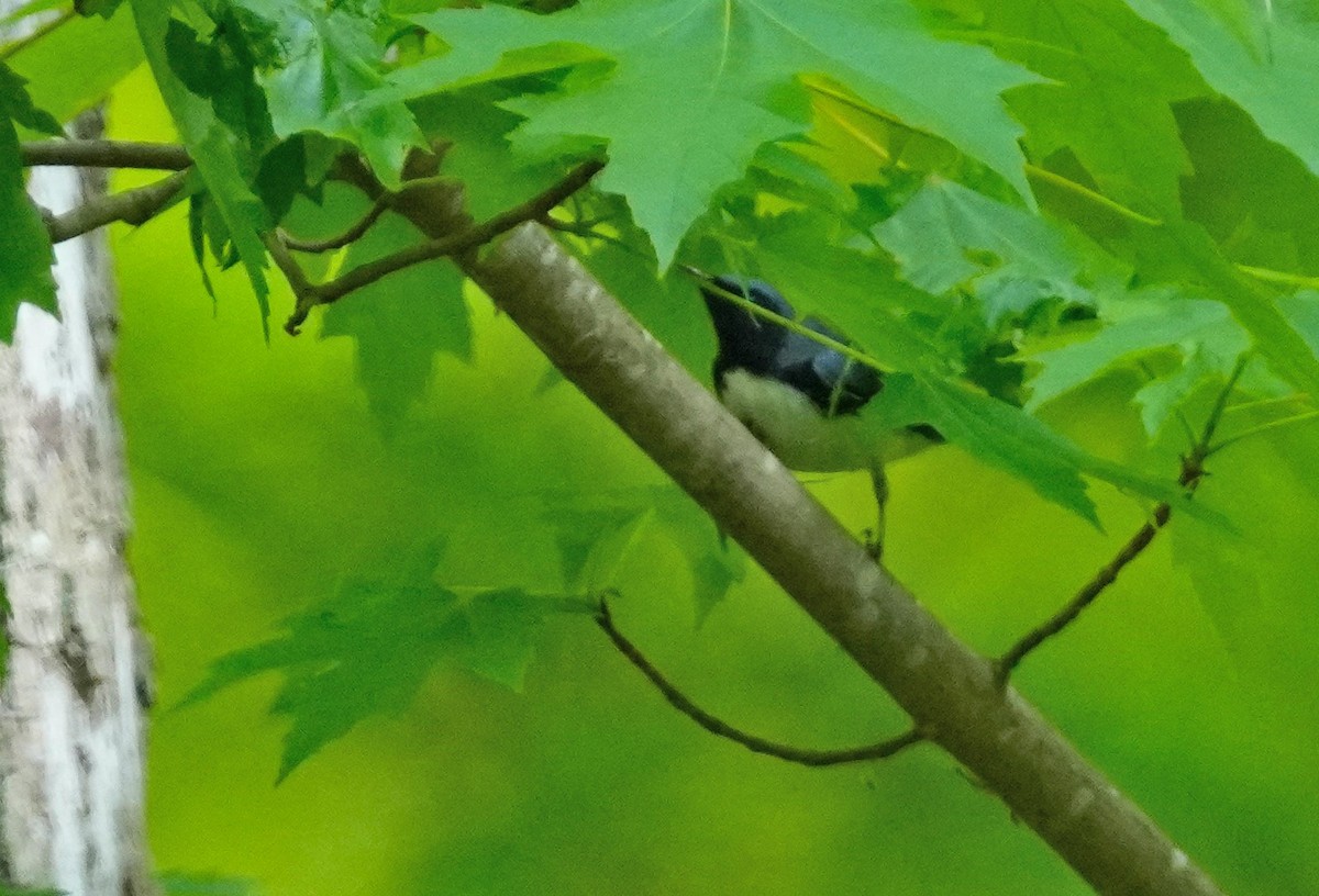 Black-throated Blue Warbler - Dennis Mersky