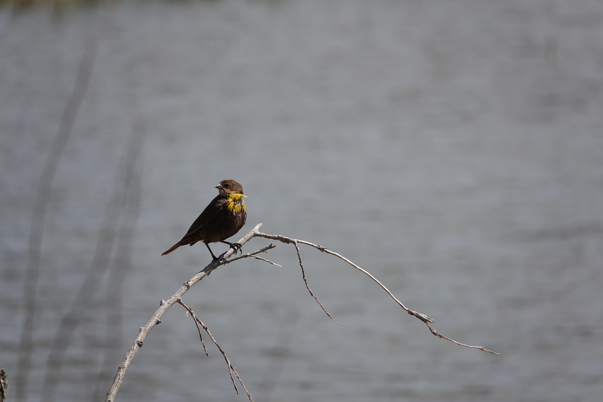 Yellow-headed Blackbird - ML618676641