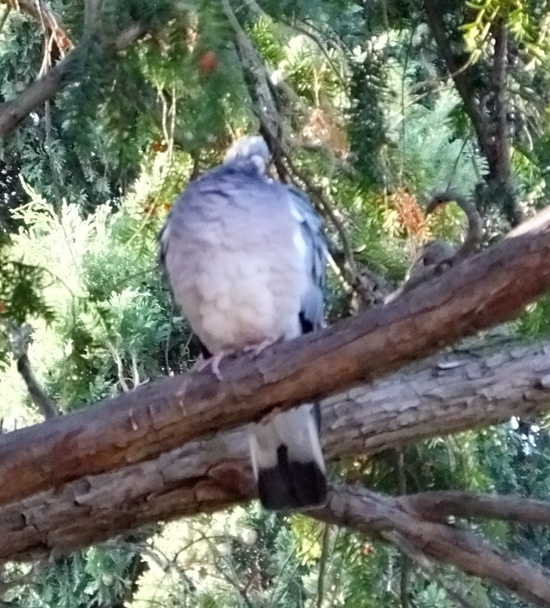Common Wood-Pigeon - ML618676683