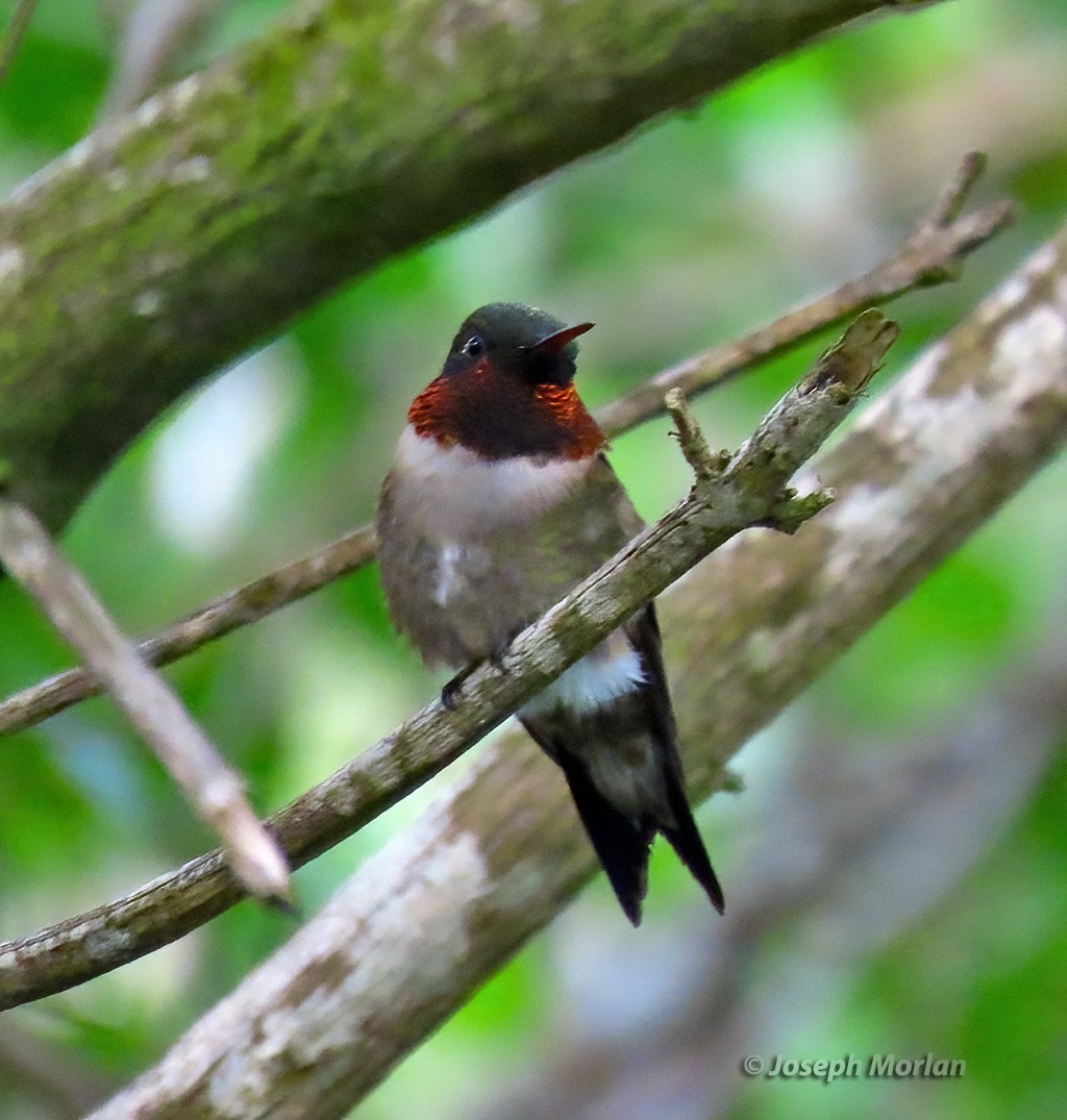 Ruby-throated Hummingbird - ML618676738