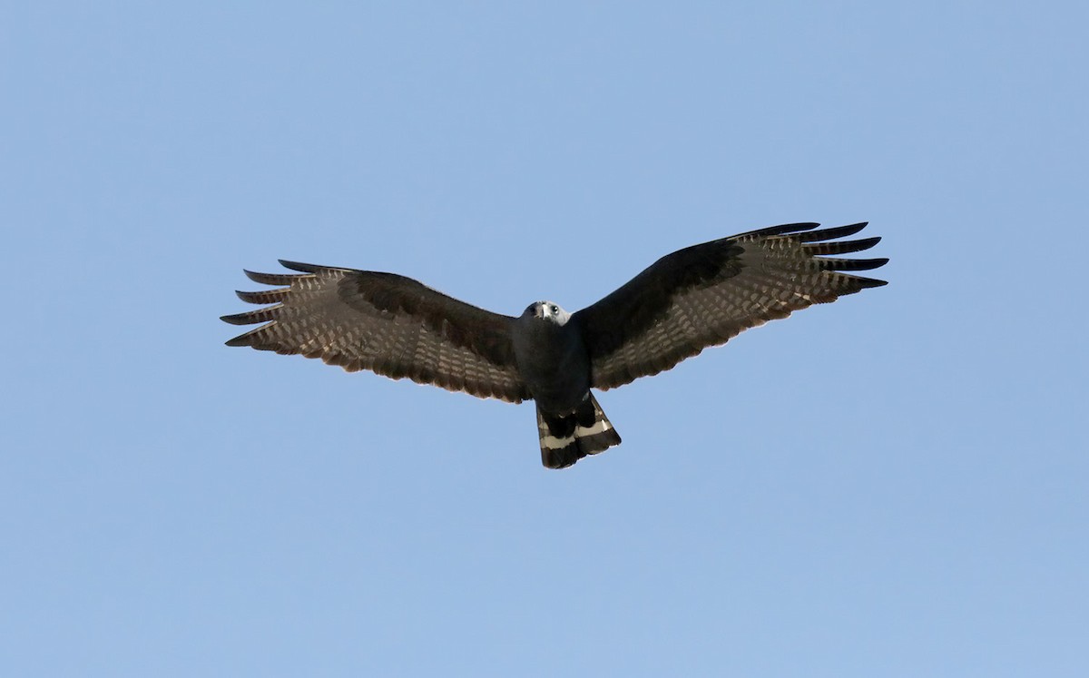 Zone-tailed Hawk - Machel Sandfort