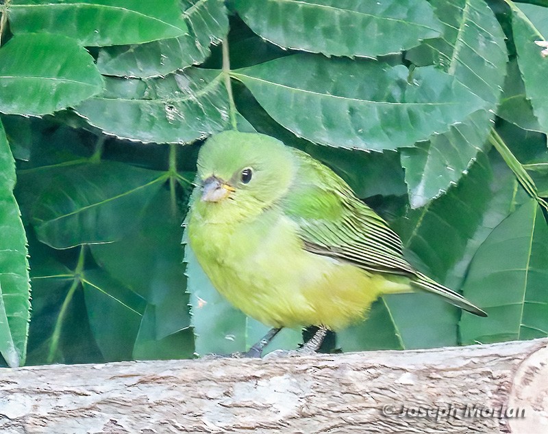 Painted Bunting - ML618676791