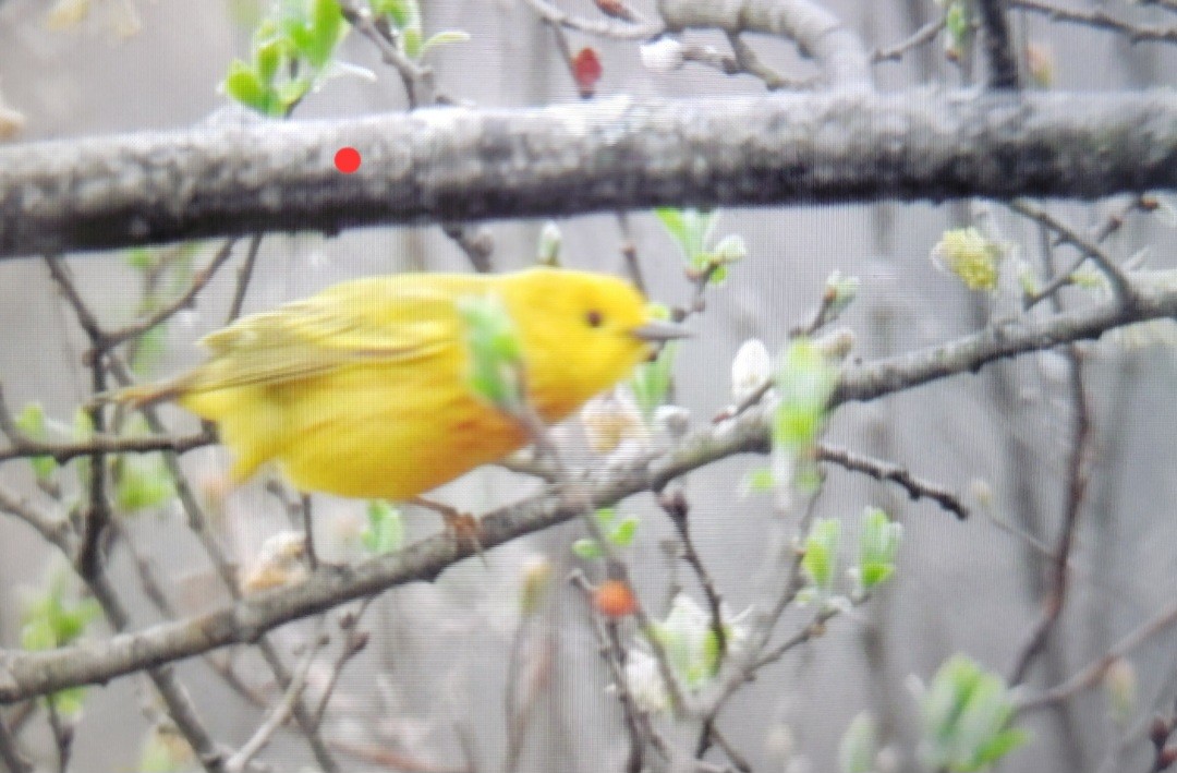 Yellow Warbler (Northern) - ML618676809