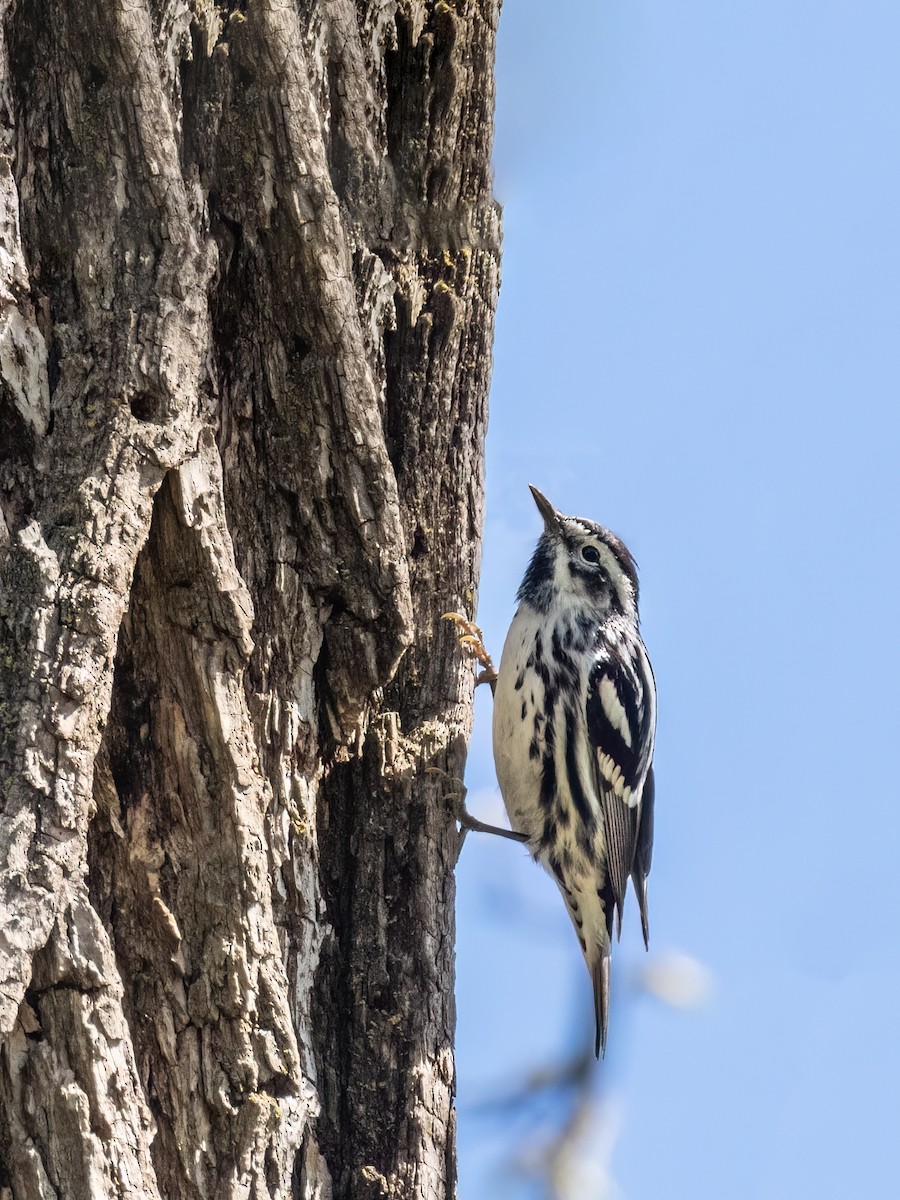 Black-and-white Warbler - Danielle  A