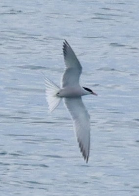 Common Tern - ML618676815