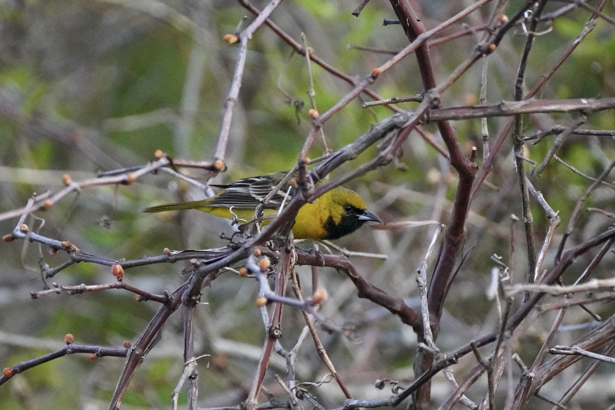 Orchard Oriole - ML618676862