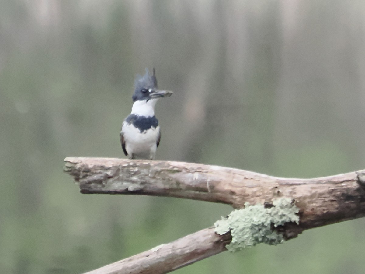 Belted Kingfisher - ML618676924