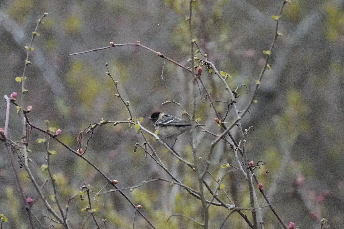 Bay-breasted Warbler - ML618676927