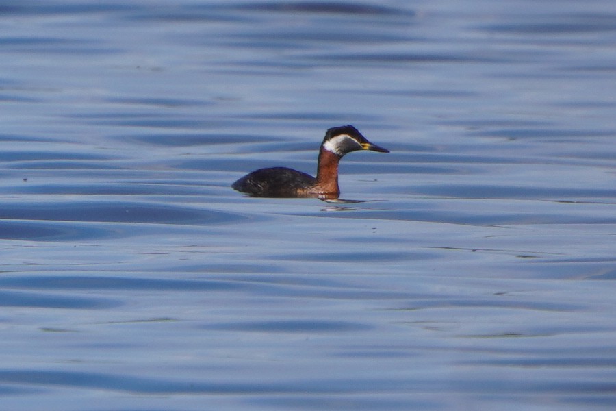 Red-necked Grebe - ML618676929