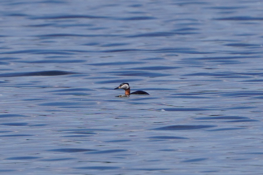 Red-necked Grebe - ML618676930