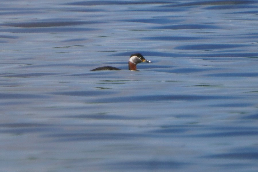 Red-necked Grebe - ML618676931