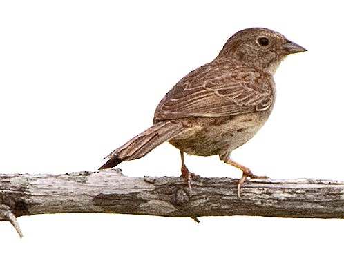 Cassin's Sparrow - ML618676960