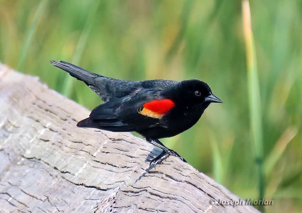 Red-winged Blackbird - Joseph Morlan
